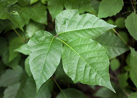 Natural Remedies for Poison Ivy